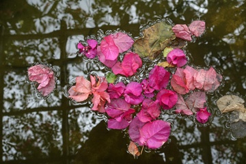 DSC07435a